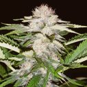 white_russian_seeds_weed_seed_bank_usa