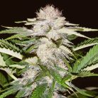 white_russian_seeds_weed_seed_bank_usa