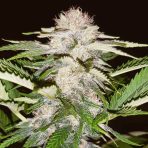white_russian_seeds_weed_seed_bank_usa