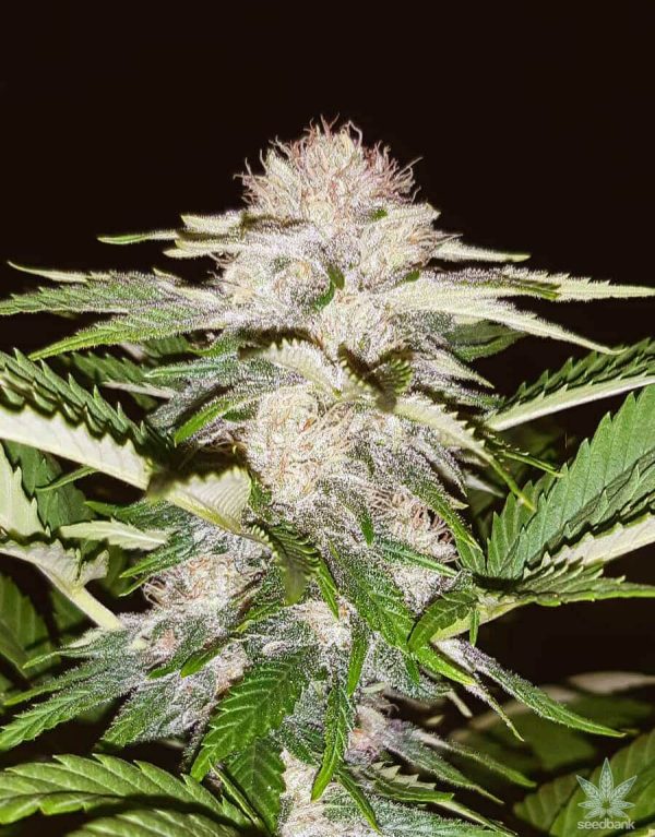 white_russian_seeds_weed_seed_bank_usa white_russian_seeds_weed_seed_bank_usa