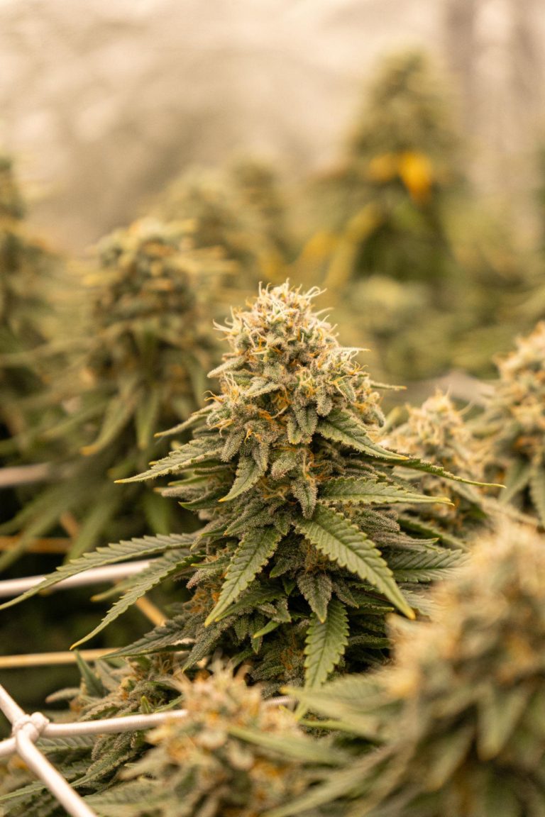 How to Grow Dense, Frosty Buds