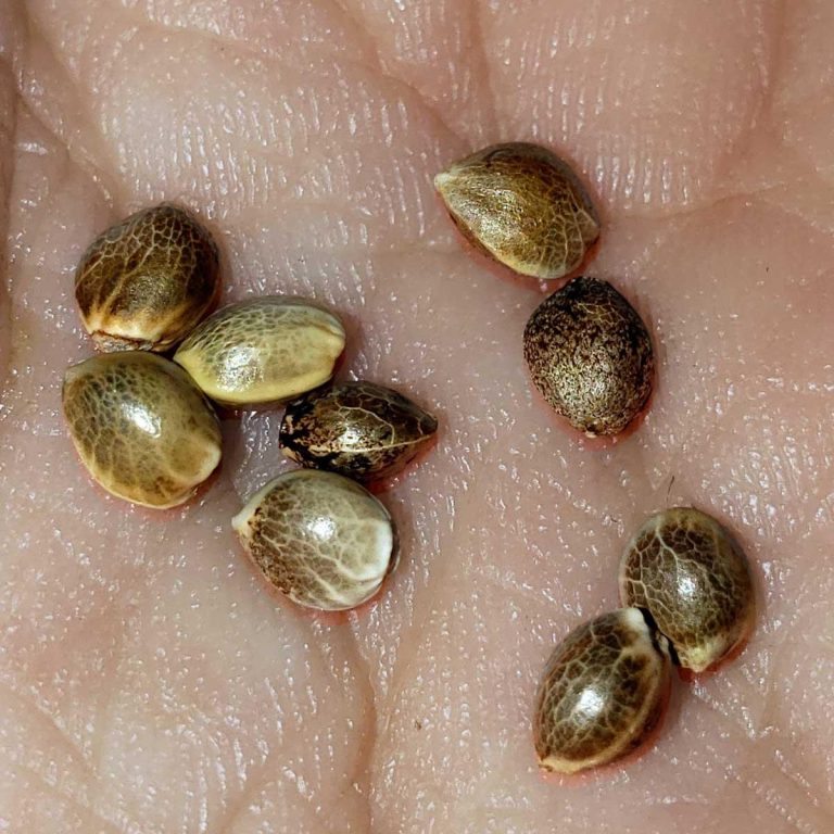 Is Sacred Seeds Legit? (2026 Review for Australian Buyers)