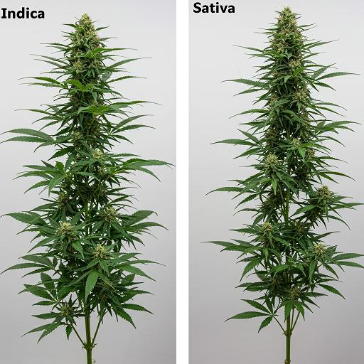 Indica vs Sativa Explained Properly