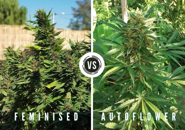 Feminized vs Autoflower Cannabis Seeds