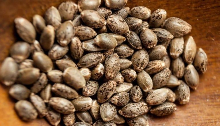 How to Choose Cannabis Seeds in Australia (Beginner to Advanced Guide)