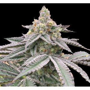 Fat Bastard Feminized Seeds