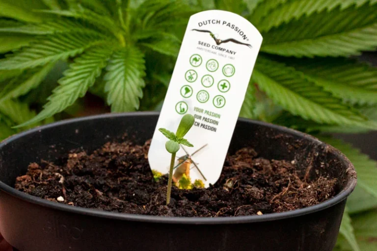 Common Mistakes People Make When Buying Cannabis Seeds Online