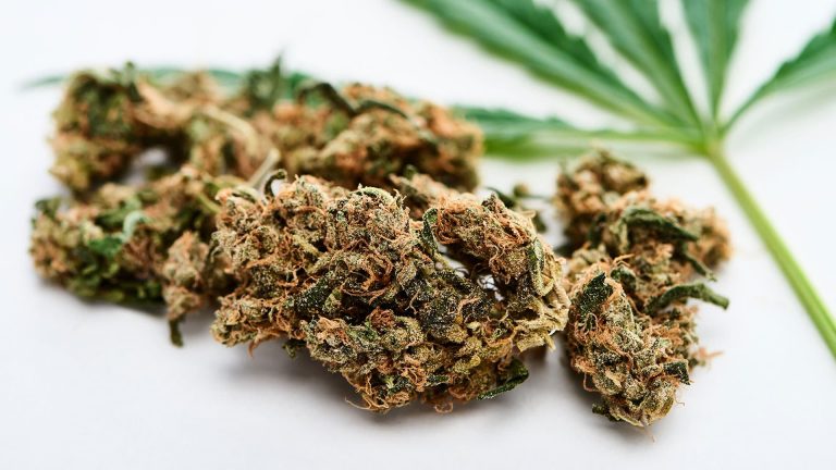 What Makes Premium Cannabis Genetics Worth It?
