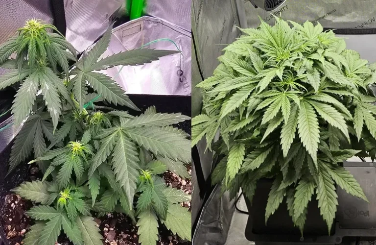 Feminized vs Autoflower Seeds: Which Is Better for Australian Growers?