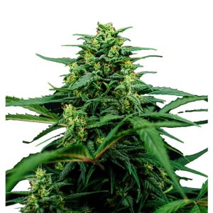 Mimosa Famosa Feminized Seeds