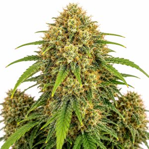 AK47 Feminized Seeds
