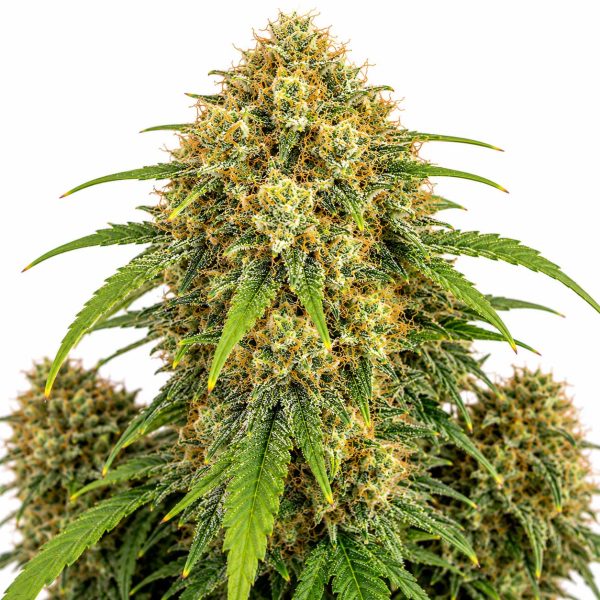 AK-47-1