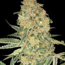 Bruce-Banner