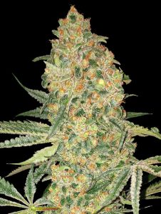 Bruce Banner Feminized Seeds