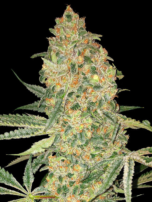 Bruce-Banner Bruce-Banner