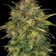 cheese fem