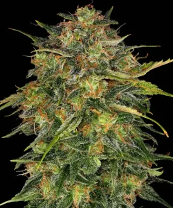 Cheese Feminized Seeds