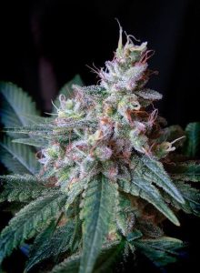 Caramel King Feminized Seeds