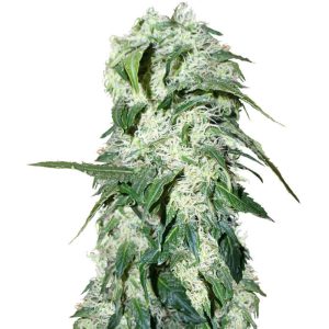 Nepal Gold Feminized Seeds